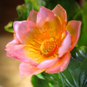 Коллекция Jardin de Lotus бренда Daum